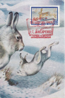 Carte Maximum Russie Russia 2178 Lièvre Hare - Cartoline Maximum