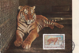 Carte Maximum Russie Russia 2179 Tigre Tiger - Cartes Maximum