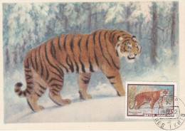 Carte Maximum Russie Russia 2179 Tigre Tiger - Tarjetas Máxima