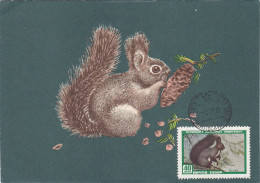 Carte Maximum Russie Russia 2182 écureuil Squirrel - Maximumkaarten