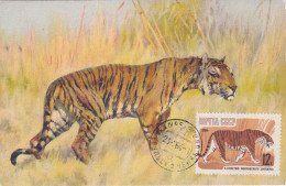 Carte Maximum Russie Russia 2826 Tigre Tiger - Tarjetas Máxima