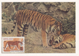 Carte Maximum Russie Russia 2826 Tigre Tiger - Cartoline Maximum