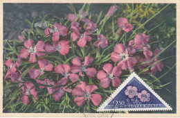 Carte Maximum Hongrie Hungary Fleur Flower 1255 œillet Carnation - Maximum Cards & Covers