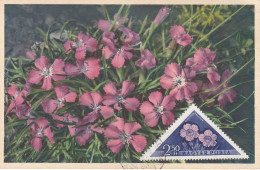 Carte Maximum Hongrie Hungary Fleur Flower 1255 œillet Carnation - Cartoline Maximum