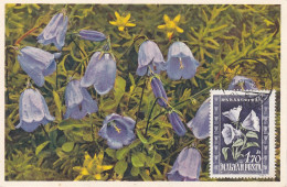 Carte Maximum Hongrie Hungary Fleur Flower 967 Campanule Campanula Carillon - Tarjetas – Máximo