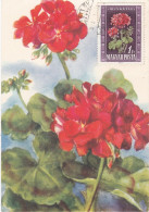 Carte Maximum Hongrie Hungary Fleur Flower 966 Géranium - Cartoline Maximum