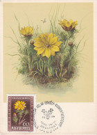 Carte Maximum Hongrie Hungary Fleur Flower 965 Adonide Adonis - Cartoline Maximum