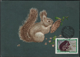 URSS 1959 Y&T 2182. Carte Maximum. Écureuil - Rodents