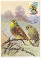 Carte Maximum Hongrie Hungary Oiseau Bird 1484 Bruant Bunting - Cartoline Maximum