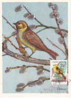 Carte Maximum Hongrie Hungary Oiseau Bird 1484 Bruant Bunting - Tarjetas – Máximo