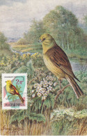 Carte Maximum Hongrie Hungary Oiseau Bird 1484 Bruant Bunting - Maximumkaarten