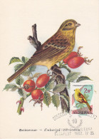 Carte Maximum Hongrie Hungary Oiseau Bird 1484 Bruant Bunting - Maximumkarten (MC)