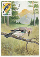 Carte Maximum Hongrie Hungary Oiseau Bird 1481 Geai Jay - Maximum Cards & Covers