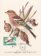 Carte Maximum Hongrie Hungary Oiseau Bird 1480 Pinson Finch - Cartoline Maximum