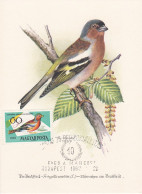 Carte Maximum Hongrie Hungary Oiseau Bird 1480 Pinson Finch - Cartoline Maximum