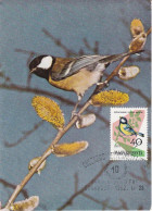 Carte Maximum Hongrie Hungary Oiseau Bird 1479 Mésange Tit - Maximumkarten (MC)