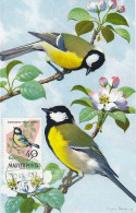 Carte Maximum Hongrie Hungary Oiseau Bird 1479 Mésange Tit - Maximum Cards & Covers