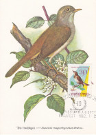 Carte Maximum Hongrie Hungary Oiseau Bird 1478 Rossignol Nightingale - Cartoline Maximum