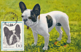 Carte Maximum Pologne Poland Chien Dog 1236 Bulldog Bouledogue - Maximumkarten