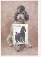 Carte Maximum Pologne Poland Chien Dog 1237 Caniche Pudel - Maximumkaarten