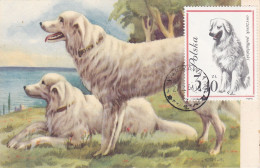 Carte Maximum Pologne Poland Chien Dog 1239 Berger - Maximum Cards