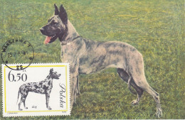 Carte Maximum Pologne Poland Chien Dog 1240 Danois - Cartoline Maximum