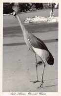Kenya - East African Crowned Crane - Publ. Pegas Studio Africa In Pictures - Kenya