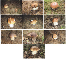 10 Pc. Boletus, Mushrooms, Czech Rep.  2020, 90 X 60 Mm - Tamaño Pequeño : 2001-...