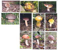 10 Pc. Boletus, Mushrooms, Czech Rep.  2016, 90 X 60 Mm - Tamaño Pequeño : 2001-...