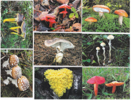 8 Pc. Mushrooms, OFTIS, Czech Rep.  2008,  95 X 65 Mm - Tamaño Pequeño : 2001-...