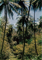 Martinique  Le Precheur Sous Bois à L'anse Couleuvre  (scan Recto-verso) Ref 1013 - Le Marin