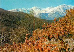 ROUSSILLON, Ses Vignes Et Le Canigou (scan Recto-verso) Ref 1040 - Roussillon