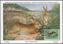 Hongrie 1953 Y&T PA 138. Carte Maximum. Lièvre Et Lapin - Lapins