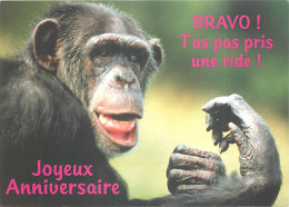 Animaux - Singes - Chimpanzé - Carte à Message - Carte Anniversaire - Carte Neuve - CPM - Voir Scans Recto-Verso - Singes