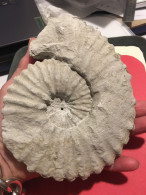 Ammonite Fossilisée - Fossilien