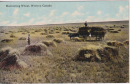 CANADA - Harvesting Wheat Western Canada - Non Classés