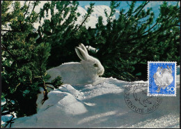 Suisse 1965 Y&T 763 Sur Carte Maximum. Lièvre Des Neiges - Conejos