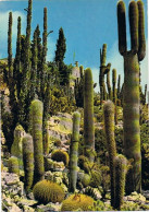 CPM..PLANTES EXOTIQUES...CACTUS..COTE D'AZUR - Cactus