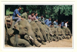 - M54294CPM - ANIMAUX - Young Elephant Training Center - Lampang - THAILANDE - Très Bon état - THEMES - Éléphants
