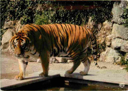Animaux - Fauves - Tigre - Tiger - Zoo De La Citadelle De Besançon - CPM - Voir Scans Recto-Verso - Tigri