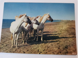 Camargue - Altri