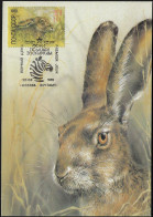 URSS 1989 Y&T 5616. Carte Maximum. Écureuil - Rabbits