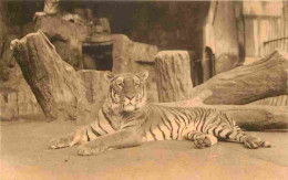 Animaux - Fauves - Tigre - Tiger - Zoo De Anvers Antwerpen - CPA - Carte Neuve - Voir Scans Recto-Verso - Tigri