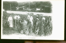 TRIEL RARE LES VENDANGES EN 1900 - Triel Sur Seine