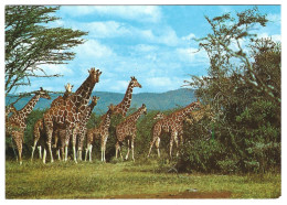 Animaux -   Girafe - Giraffes