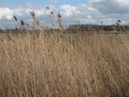 Riet Langs De Schelde Te Temse - Otros & Sin Clasificación