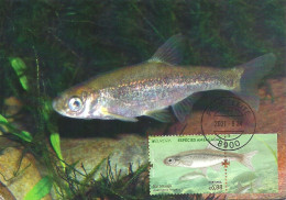 Carte Maximum - Portugal Europa - Especies Ameaçadas Peixe Saramugo Anaecypris Hispanica - Jarabugo Spanish Minnowcarp - Maximum Cards & Covers