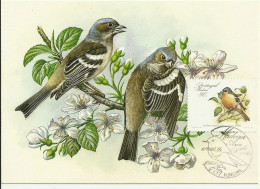 Cartes Maximum - Oiseaux - Portugal - Tentilhão - Pinson Des Arbres - Chaffinch - Fringilla Coelebs - Pájaros Cantores (Passeri)