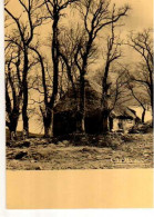 MONIER Charme Sauvage, Maison Toit De Chaume Dans Les Arbres - Monier