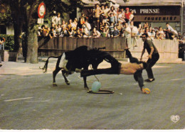 Course De Vache à HASPARREN - Hasparren